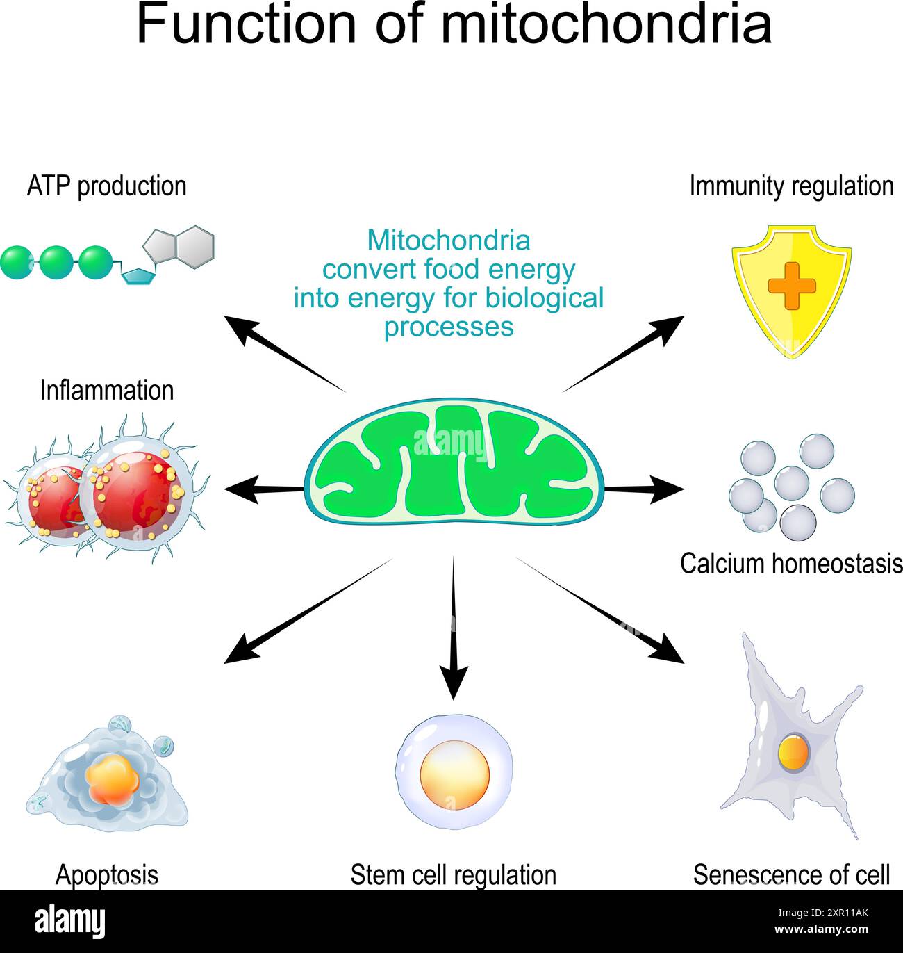 Funzione dei mitocondri. I mitocondri convertono l'energia alimentare in energia per processi biologici come l'infiammazione, la produzione di ATP, la regolazione dell'immunità Illustrazione Vettoriale