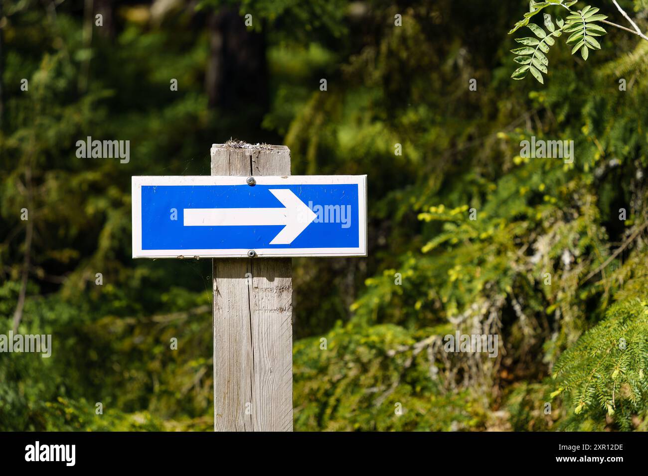 Segno blu con una freccia rivolta a destra nel bosco Foto Stock