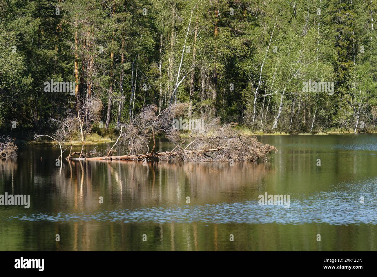 Tronco di alberi caduto in un lago forestale Foto Stock