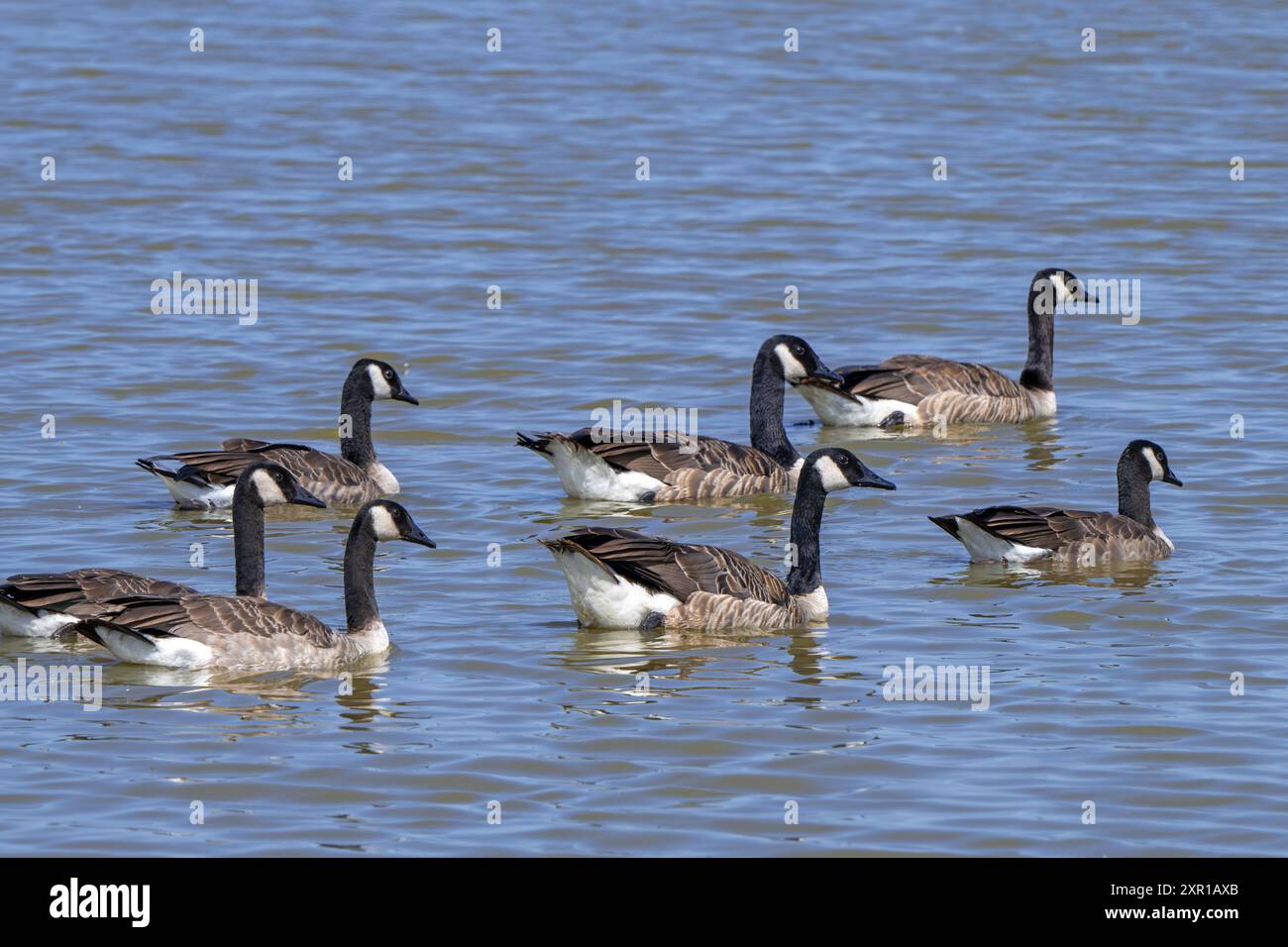 Gregge di oca canadese / gruppo familiare di oche canadesi (Branta canadensis) con giovani che nuotano nel lago in estate Foto Stock