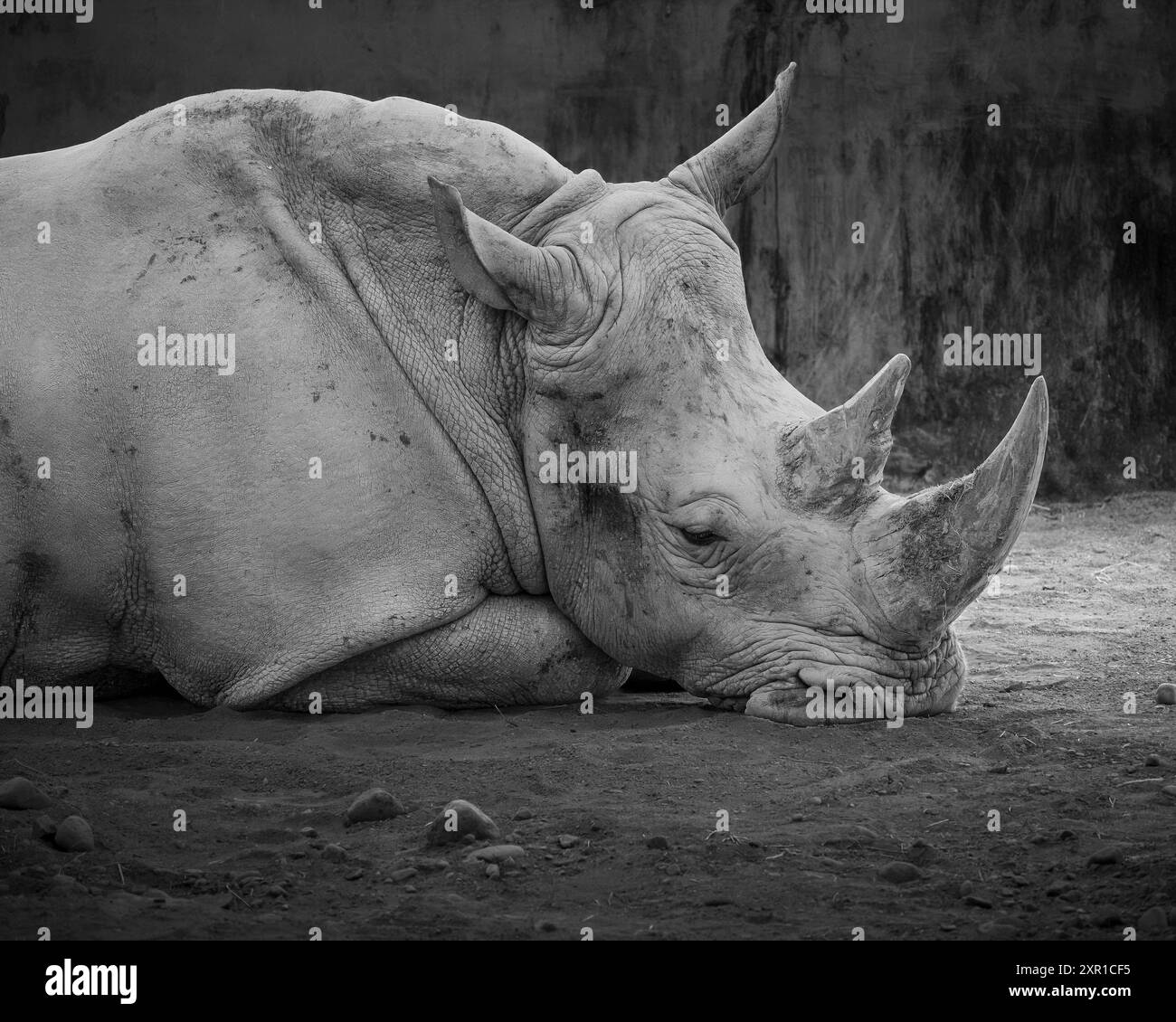 Immagine in bianco e nero di Rhino che dorme Foto Stock