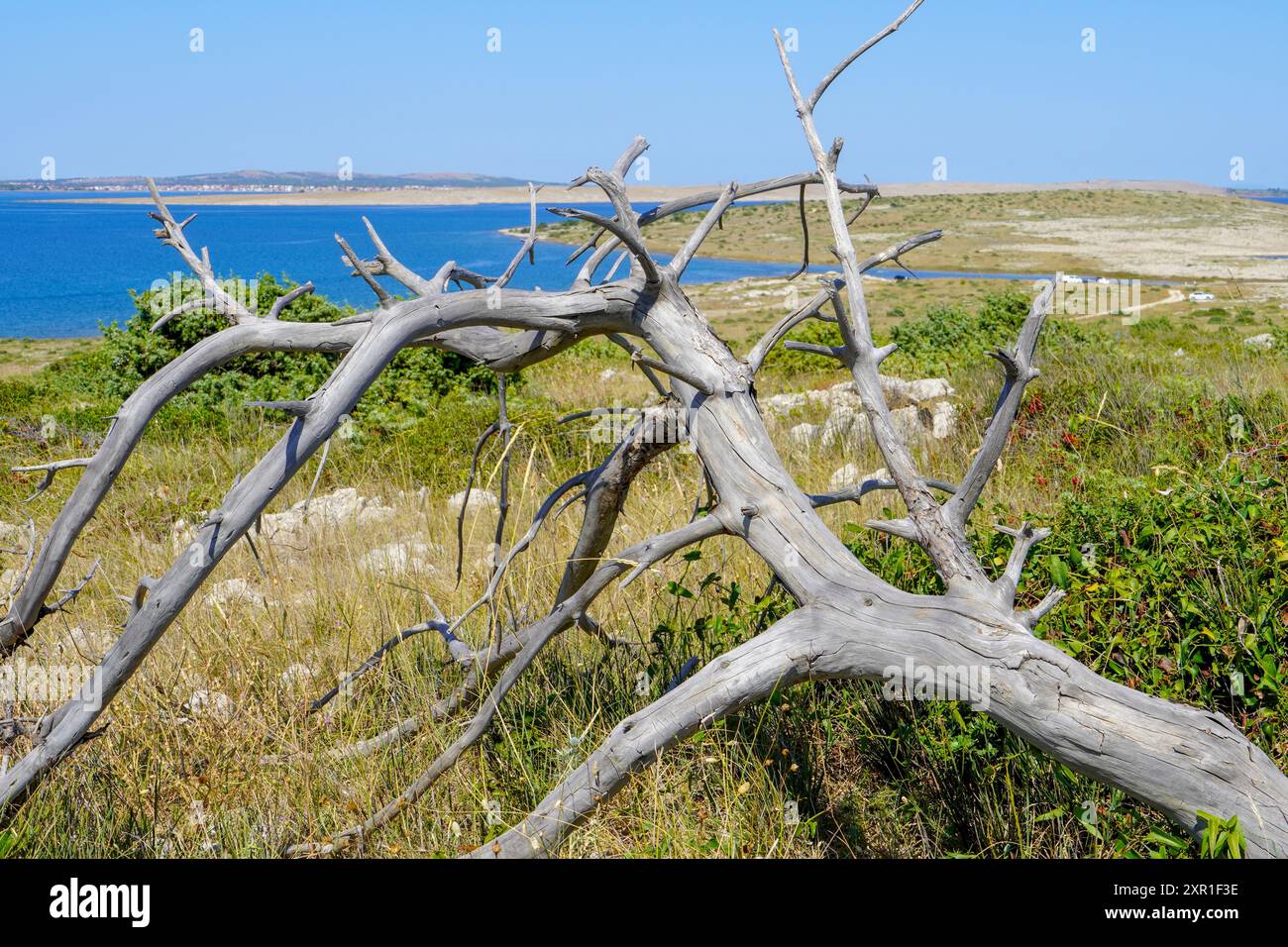 Un albero morto rotto e abbattuto in campagna in un giorno d'estate Foto Stock