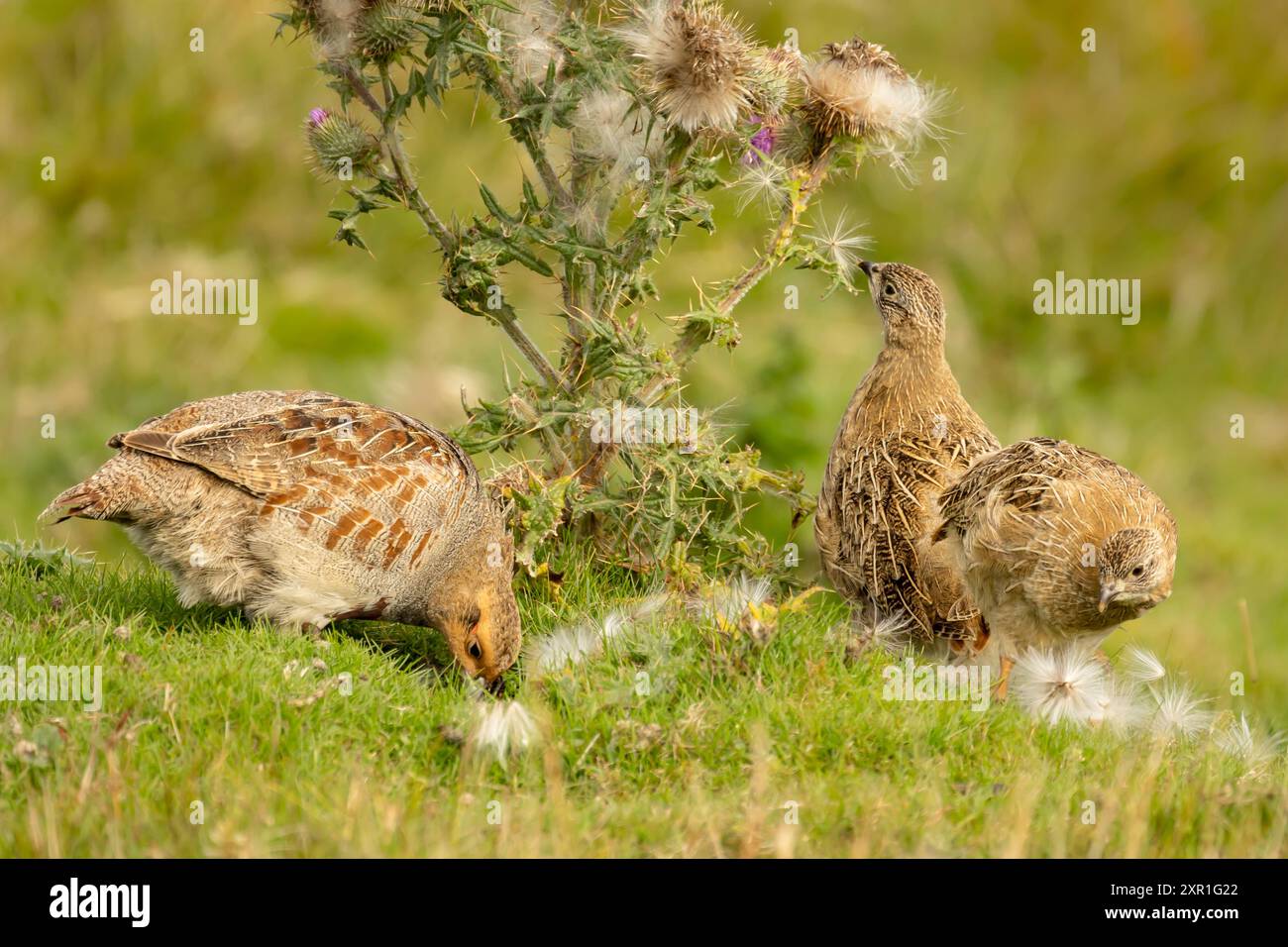 Partridge e pulcini grigi, nome scientifico, Perdix Perdix. Pergamena grigia o inglese adulta e pulcini ben coltivati che picchiano in somme le teste dei semi del cardo Foto Stock