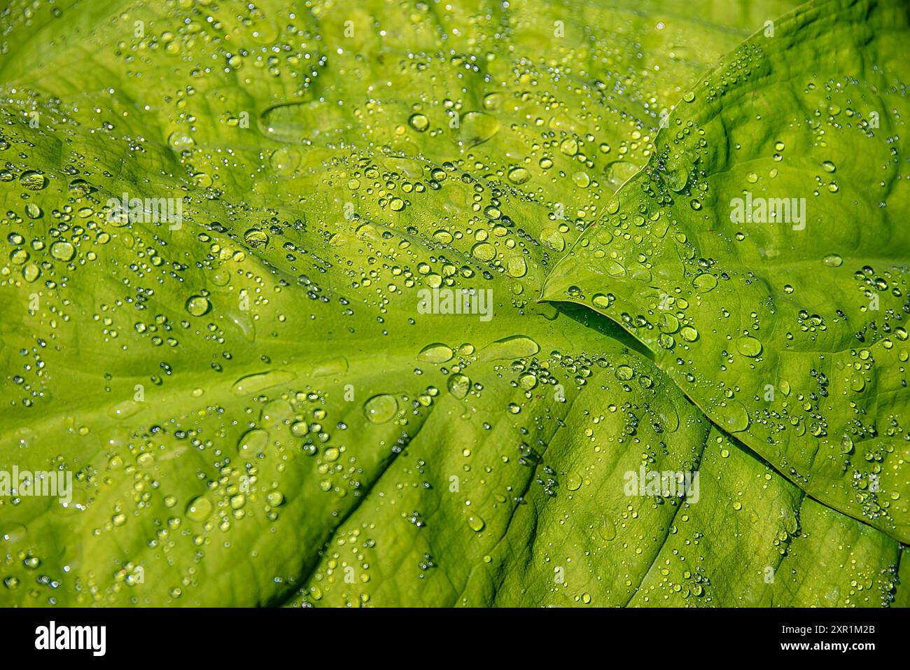 Fotografia di fondo di foglie con gocce di pioggia, dopo la pioggia, fresco; motivo; goccioline, giardino; floreale; pianta; luminoso; estate; natura; giardinaggio; dettaglio Foto Stock