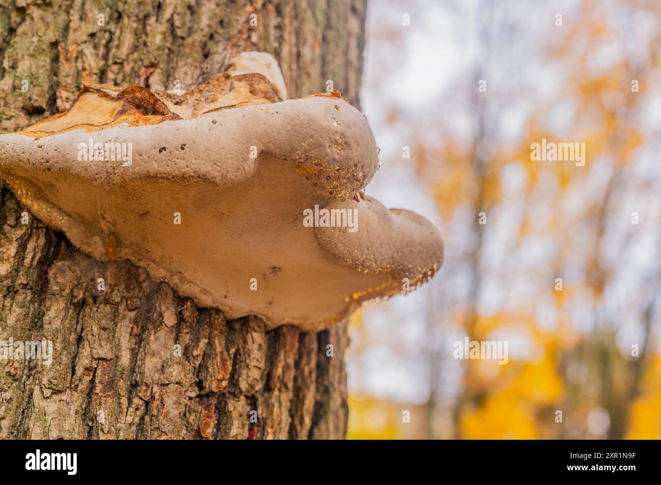 il fungo tinder cresce su un albero Foto Stock