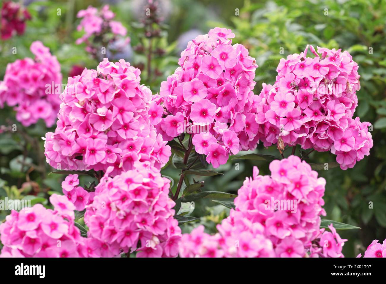 Phlox paniculata rosa brillante «Light Pink Flame» in fiore. Foto Stock