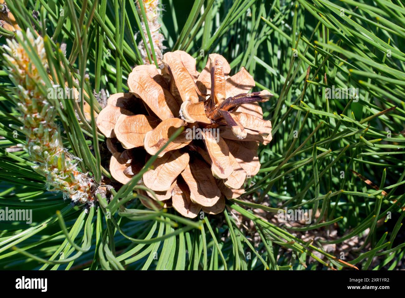 Black Pine (pinus nigra), primo piano che mostra un cono maturo dell'albero, le sue scaglie si aprono nel caldo sole primaverile. Foto Stock