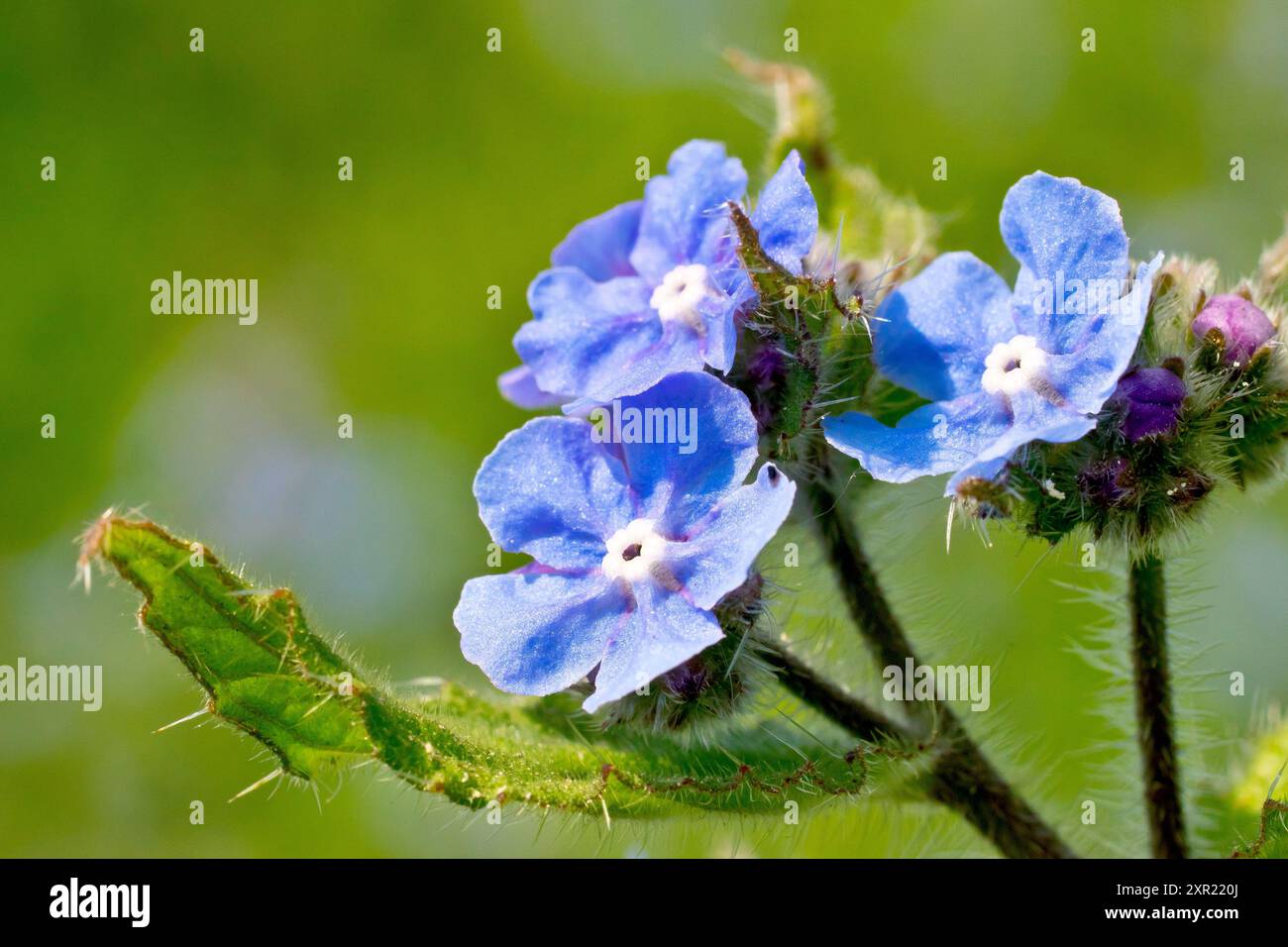 Alkanet verde (pentaglottis sempervirens), primo piano che mostra i fiori azzurri della pianta, isolati dallo sfondo. Foto Stock