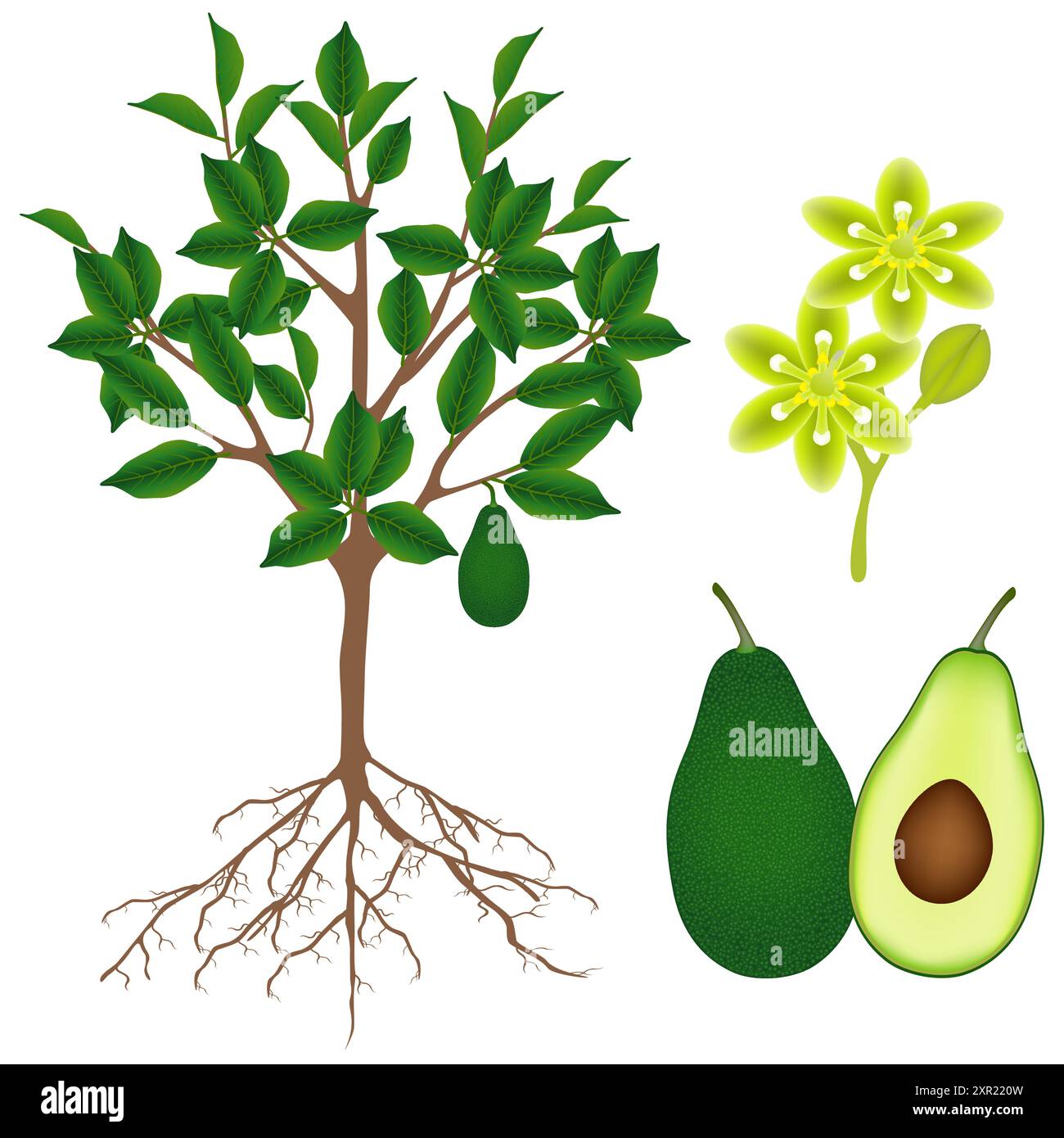 Parte di una pianta di avocado su sfondo bianco. Illustrazione Vettoriale