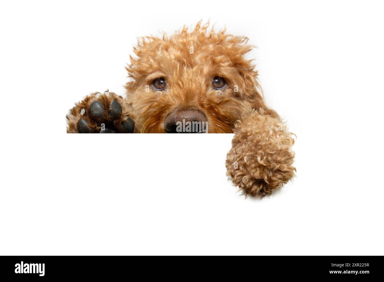 Primo piano, cucciolo di papavero rosso che sbircia e tiene un cartello bianco tra le zampe. Isolato su sfondo bianco Foto Stock