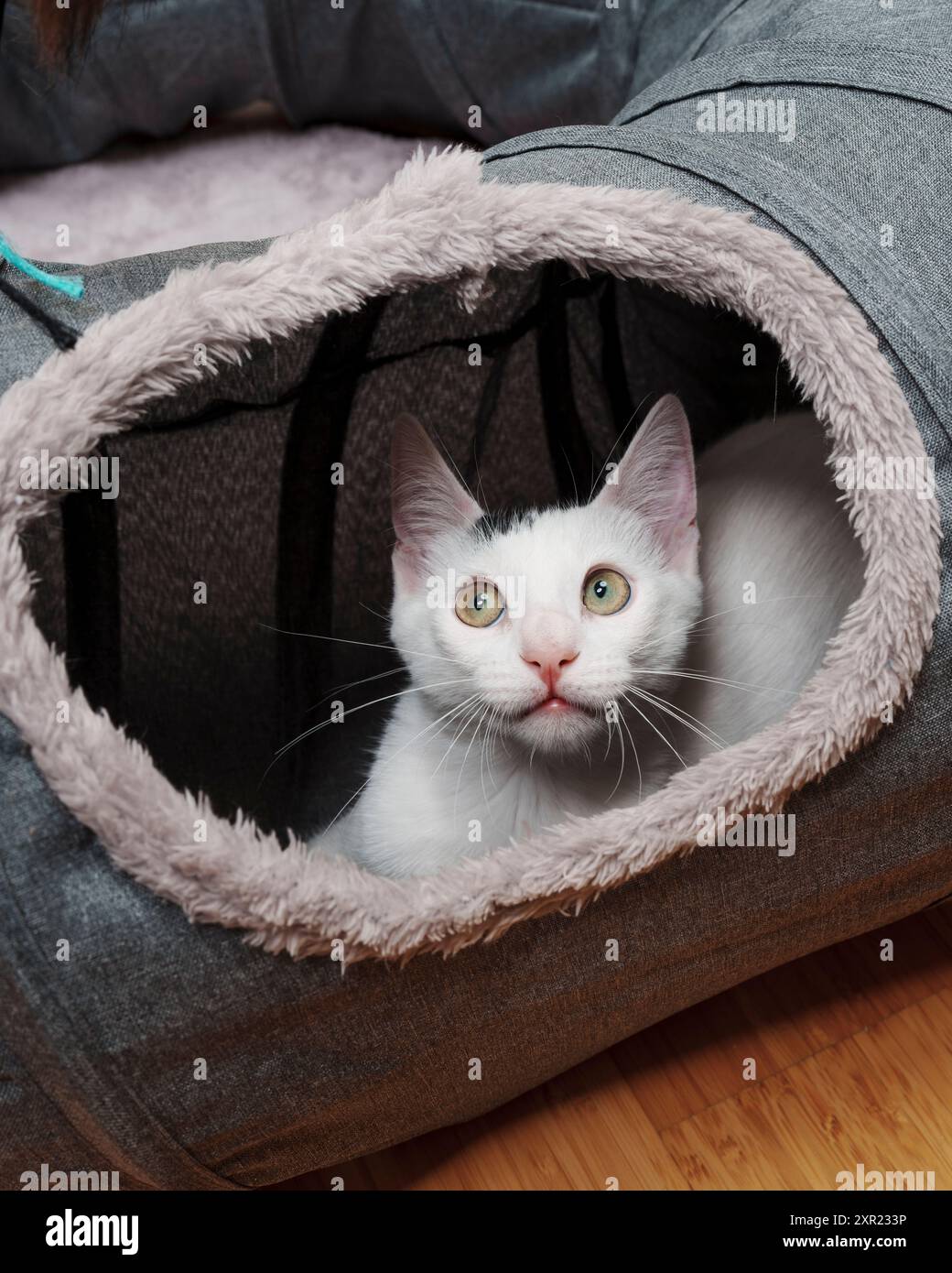 White Kitten che gioca Tunnel Cat Toy carino Foto Stock