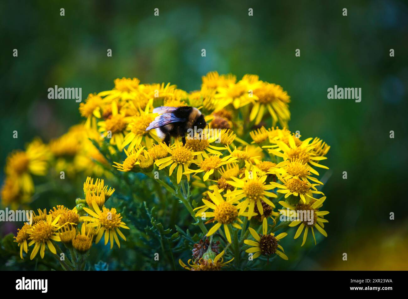 Un HDR estivo di un Bumble Bee dalla coda di buff, Bombus lucorum che si nutre di Ragwort, Jacobaea vulgaris, nel Machair a South Uist, in Scozia. 30 luglio 2024 Foto Stock