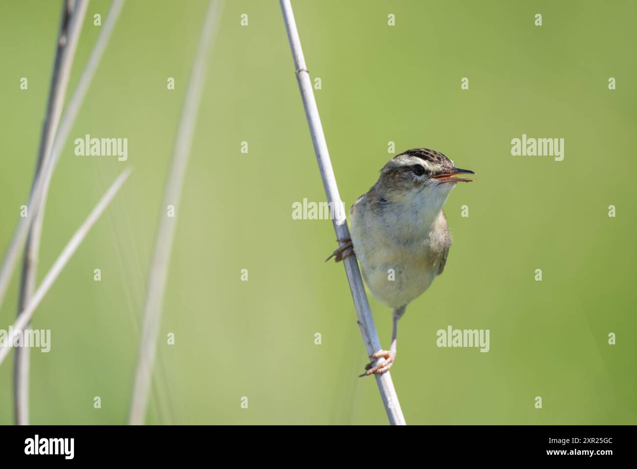 Sedge Warbler, Acrocephalus schoenobaenus, arroccato su un fusto di canne Foto Stock