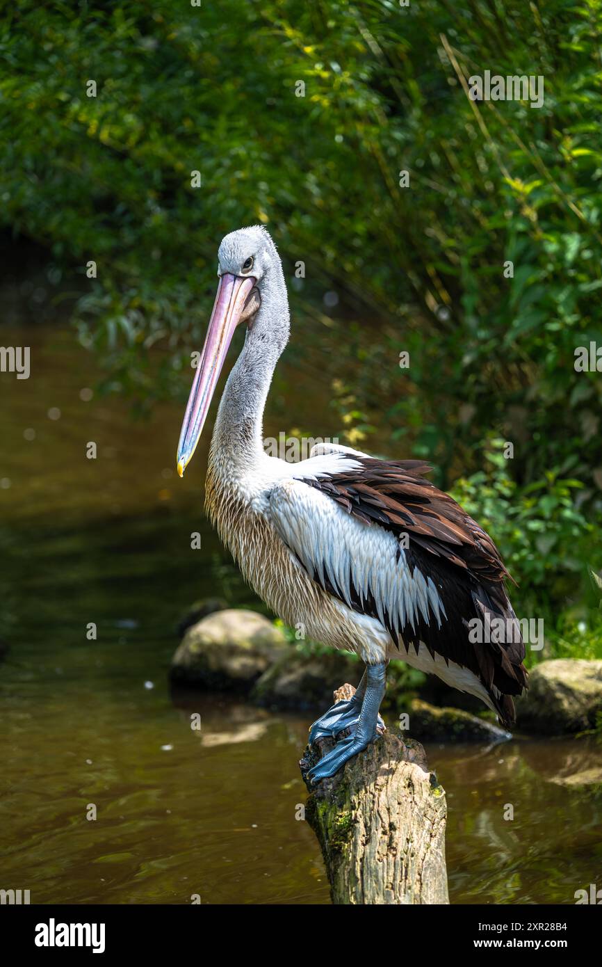 Pelicano australiano (Pelecanus conspicillatus) Foto Stock