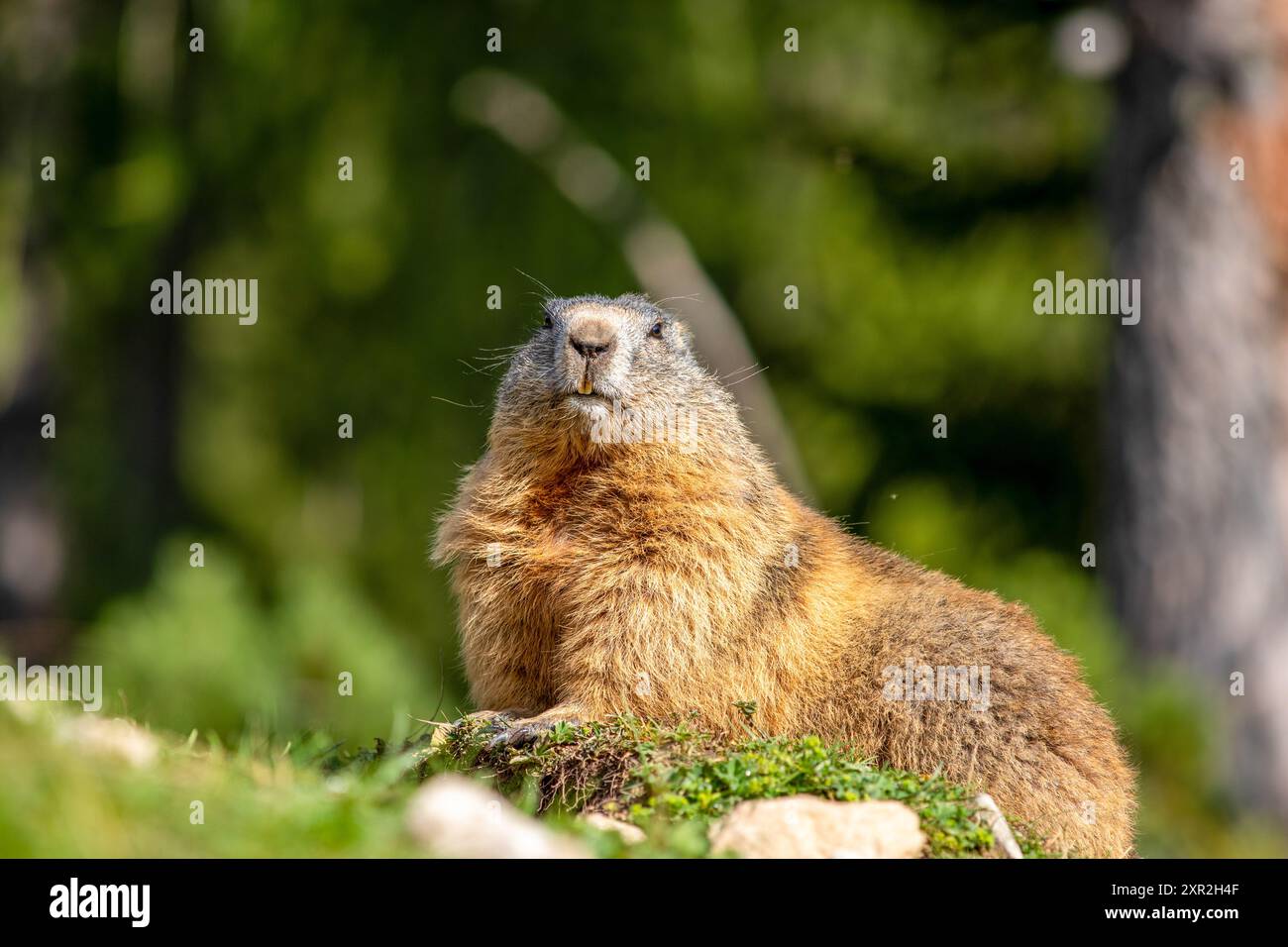 Murmeltiere Foto Stock