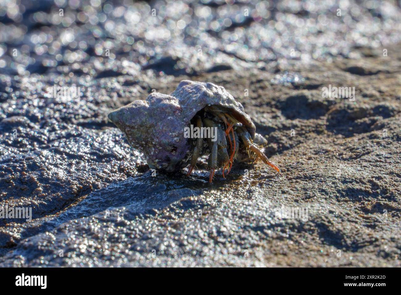 Granchio eremita che cammina sulla spiaggia Foto Stock