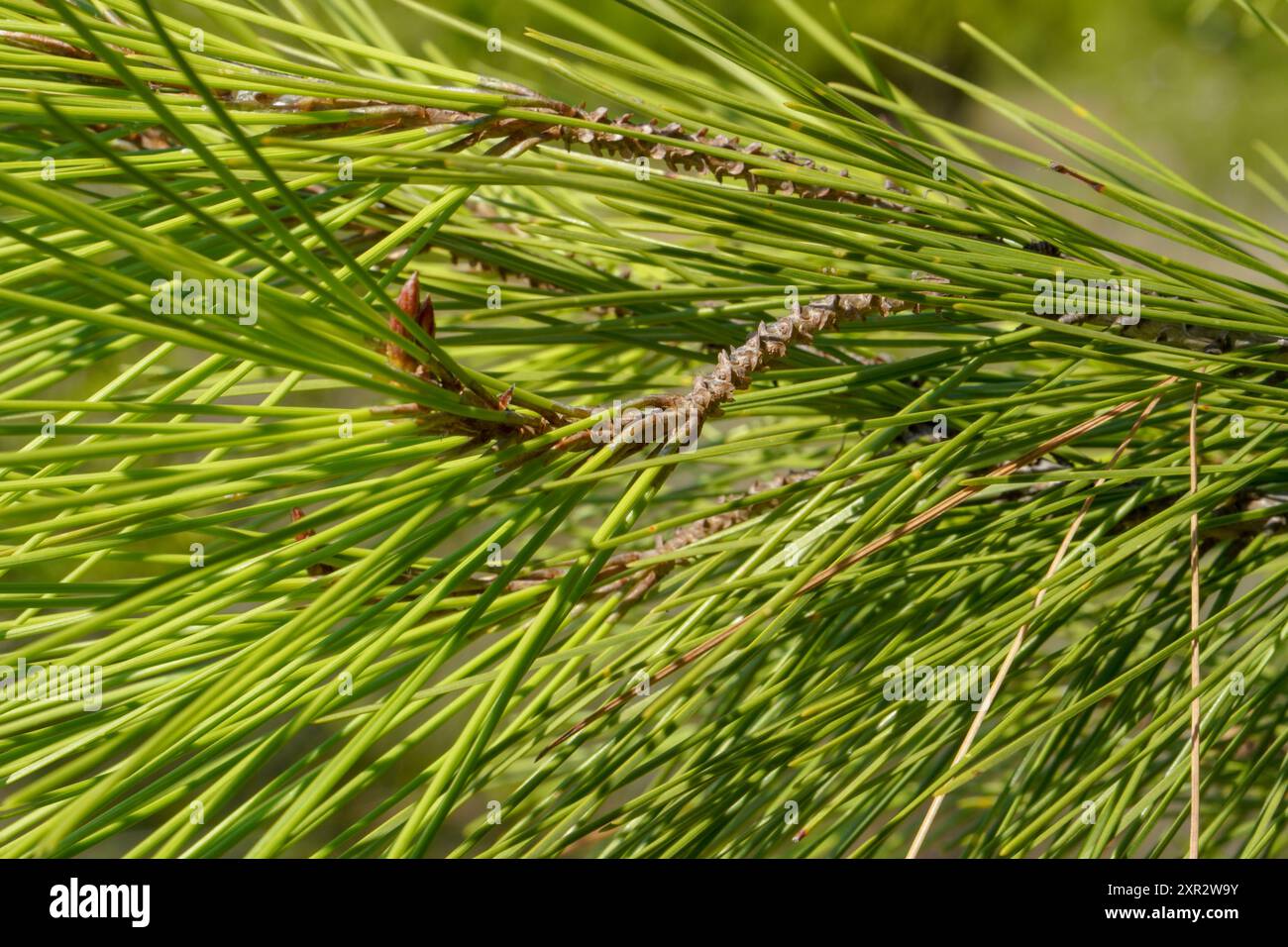 Un primo piano del ramo di un pino Foto Stock