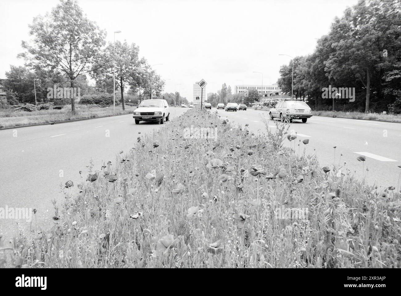 Strada con riserva centrale piena di papaveri, Schalkwijk, Haarlem, Nederland, 00-06-1989, Whizgle Dutch News: immagini storiche su misura per il futuro. Esplora il passato dei Paesi Bassi con prospettive moderne attraverso le immagini delle agenzie olandesi. Colmare gli eventi di ieri con gli approfondimenti di domani. Intraprendi un viaggio senza tempo con storie che plasmano il nostro futuro. Foto Stock