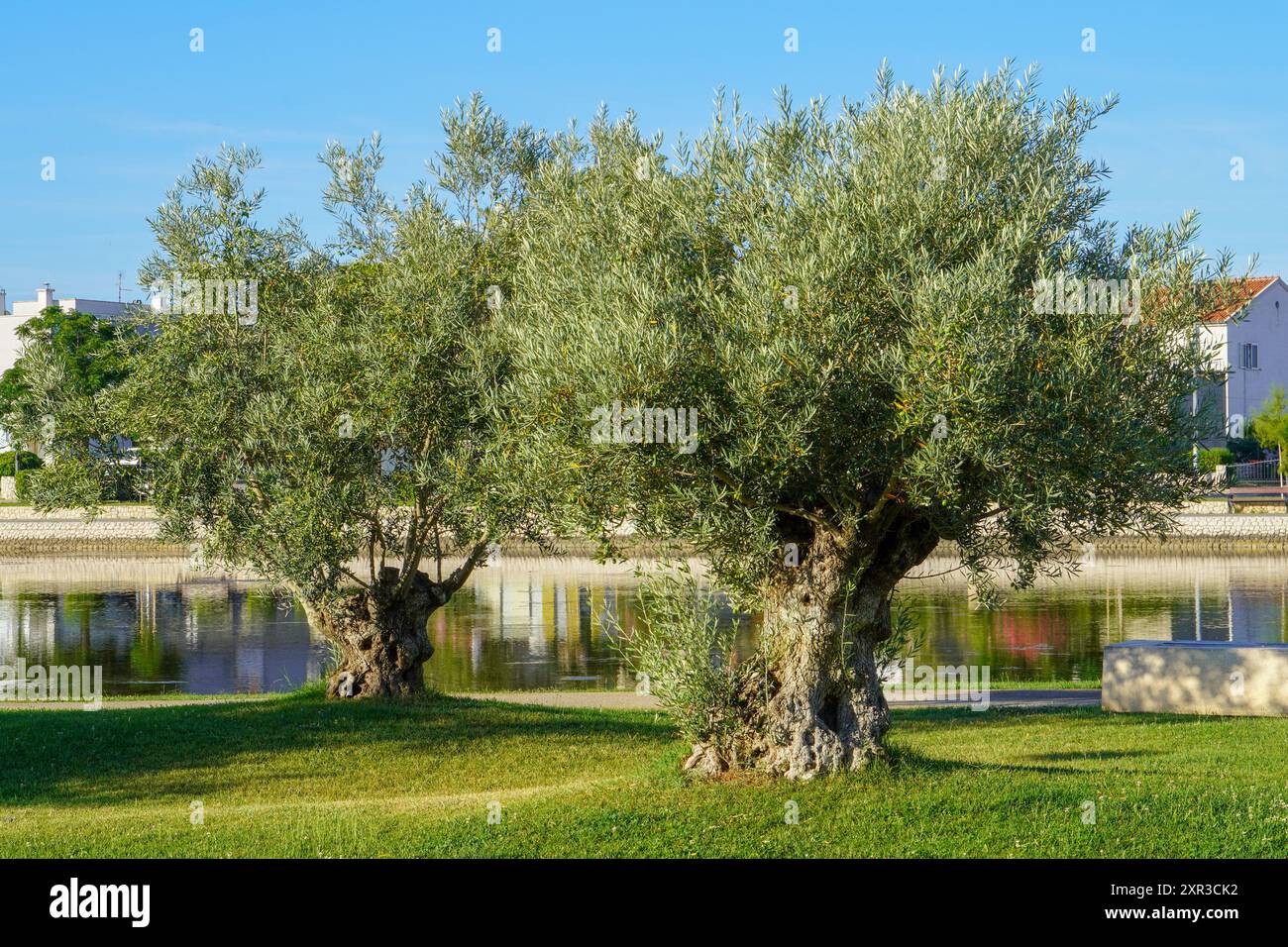 Ulivi in uno del parco. Foto Stock