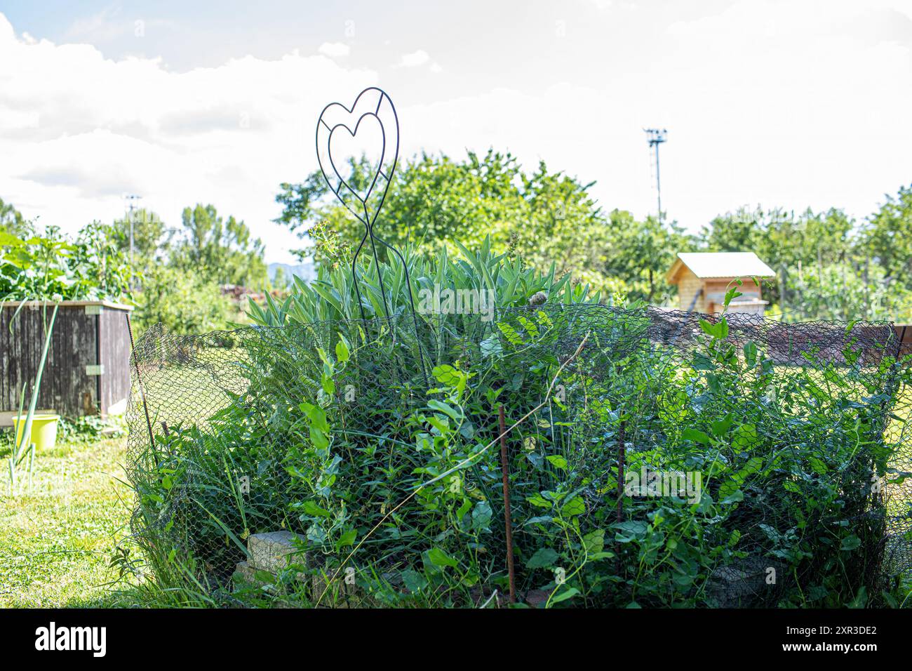 Vista sul giardino nelle giornate di sole d'estate. Foto di alta qualità Foto Stock