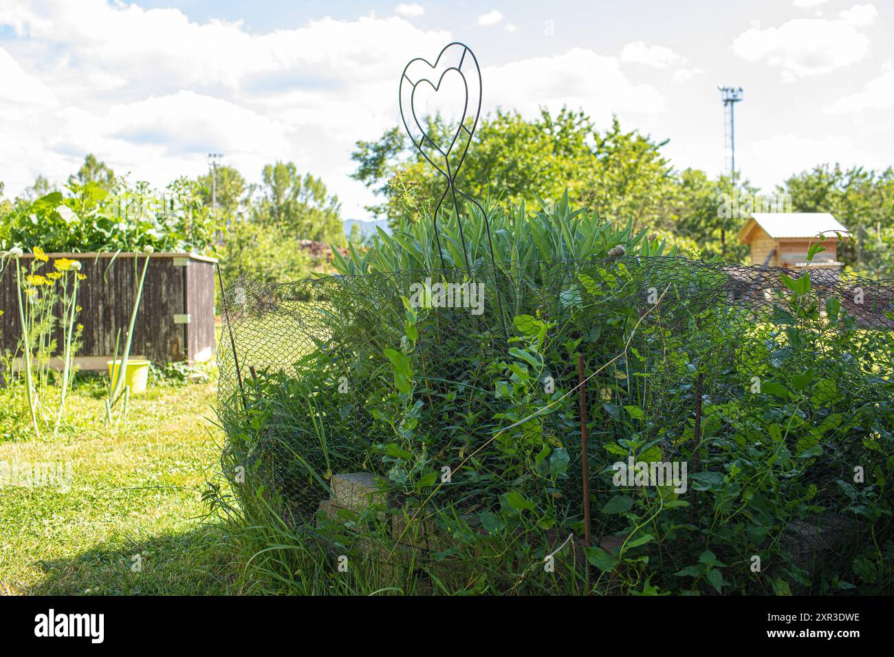 Vista sul giardino nelle giornate di sole d'estate. Foto di alta qualità Foto Stock