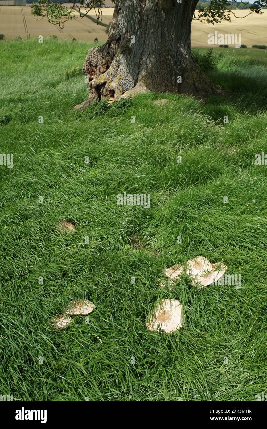 Chlorophyllum molybdites, noto come il parassita dalle spore verdi, falso parassolo, lepiota dalle spore verdi e vomito, è un fungo velenoso diffuso Foto Stock