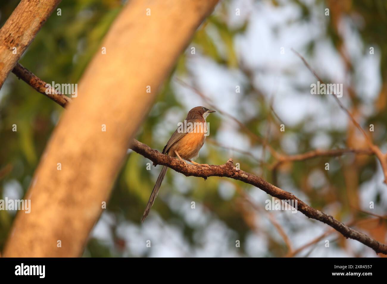 Il babbler dalla gola bianca (Argya gularis) è una specie di uccello della famiglia Leiothrichidae. È endemica del Myanmar. Foto Stock