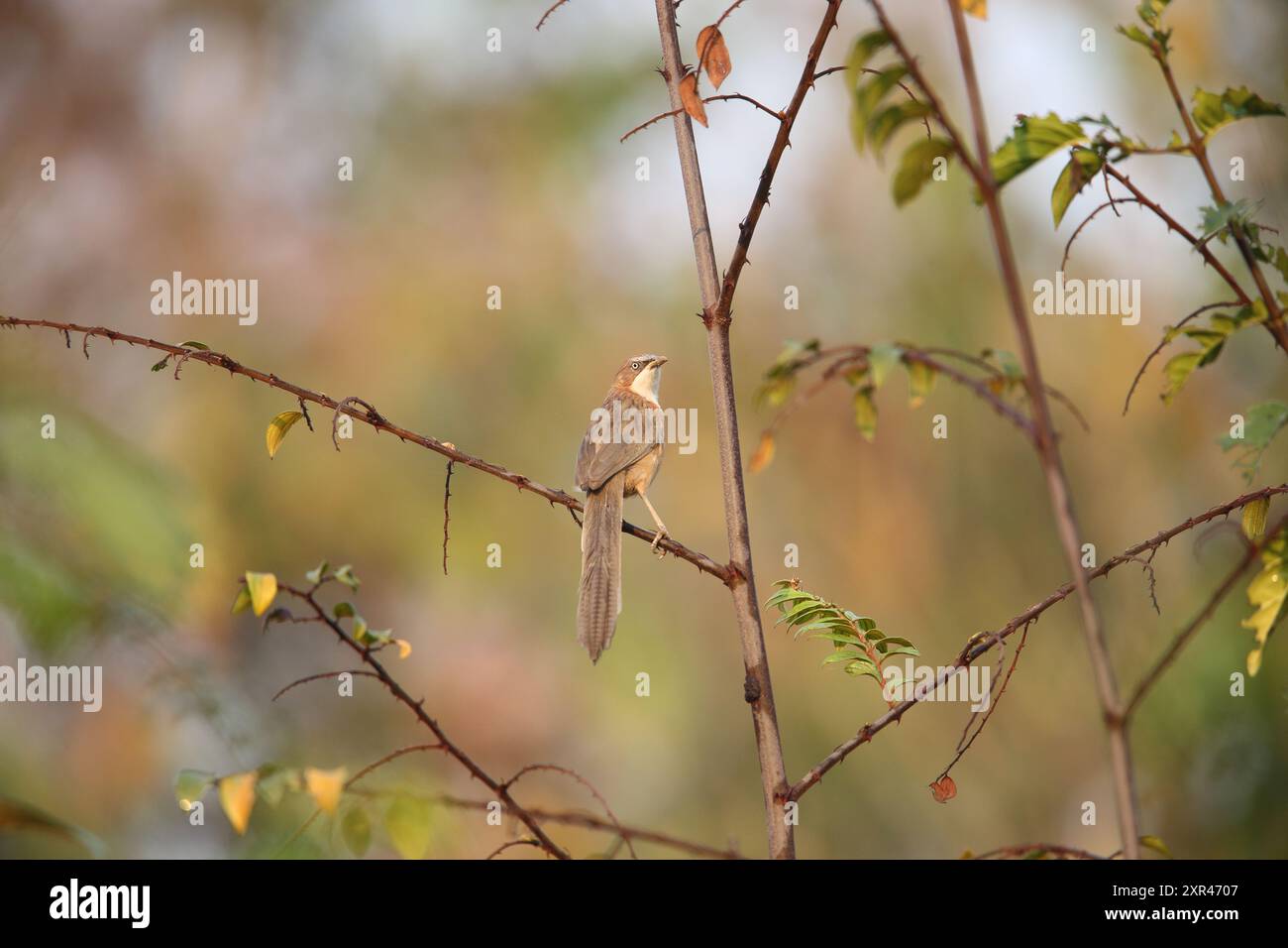 Il babbler dalla gola bianca (Argya gularis) è una specie di uccello della famiglia Leiothrichidae. È endemica del Myanmar. Foto Stock