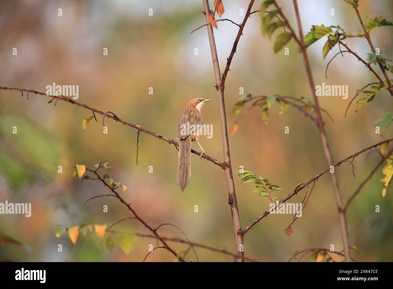 Il babbler dalla gola bianca (Argya gularis) è una specie di uccello della famiglia Leiothrichidae. È endemica del Myanmar. Foto Stock