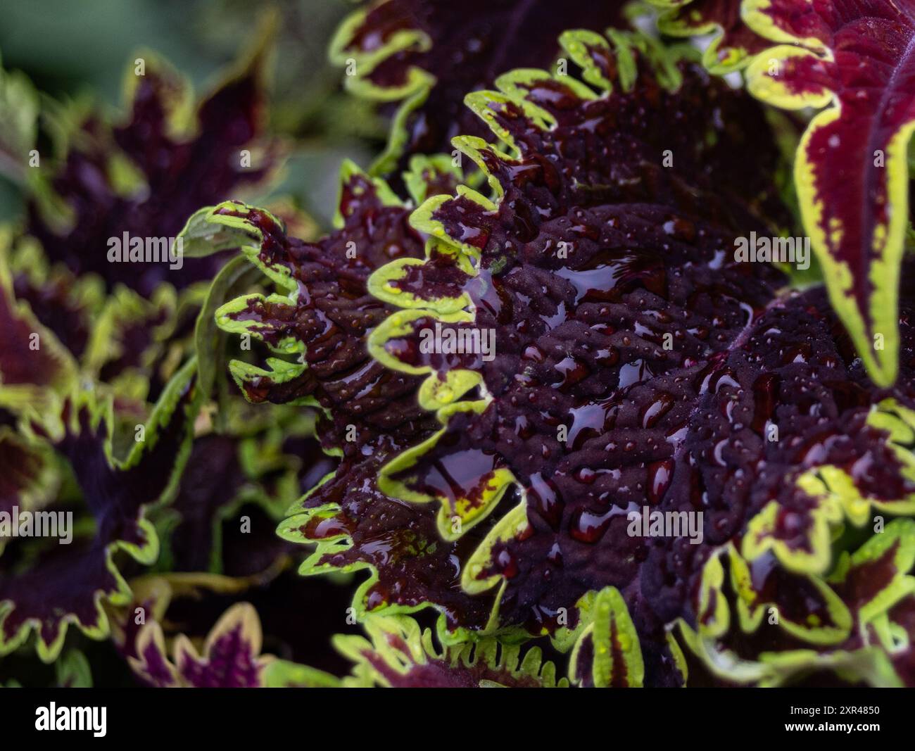 Foglie di coleus vibranti adornate da delicate gocce di pioggia, che mostrano la rinfrescante bellezza della natura dopo una pioggia delicata. Foto Stock