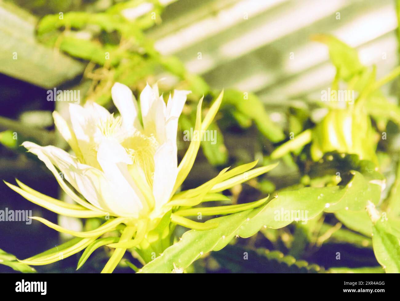 Blooming Night Cactus, Haarlem, Paesi Bassi, 05-09-1999, Whizgle Dutch News: Immagini storiche su misura per il futuro. Esplora il passato dei Paesi Bassi con prospettive moderne attraverso le immagini delle agenzie olandesi. Colmare gli eventi di ieri con gli approfondimenti di domani. Intraprendi un viaggio senza tempo con storie che plasmano il nostro futuro. Foto Stock