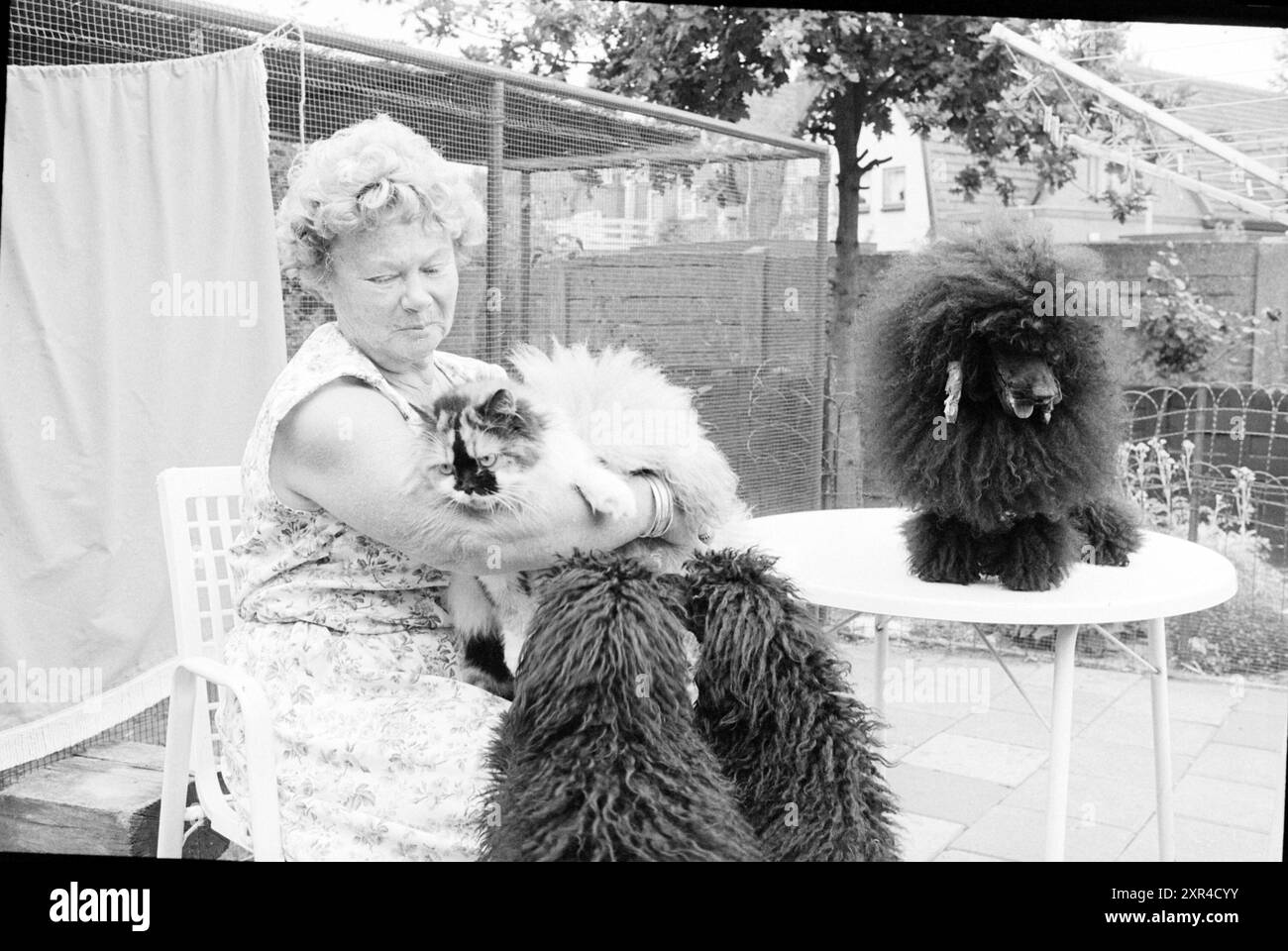 Mrs. Rijkeboer con gatti e barboncini, B'wijk, Animals, 19-07-1978, Whizgle Dutch News: Immagini storiche su misura per il futuro. Esplora il passato dei Paesi Bassi con prospettive moderne attraverso le immagini delle agenzie olandesi. Colmare gli eventi di ieri con gli approfondimenti di domani. Intraprendi un viaggio senza tempo con storie che plasmano il nostro futuro. Foto Stock Mrs. Rijkeboer con gatti e barboncini, B'wijk, Animals, 19-07-1978, Whizgle Dutch News: Immagini storiche su misura per il futuro. Esplora il passato dei Paesi Bassi con prospettive moderne attraverso le immagini delle agenzie olandesi. Colmare gli eventi di ieri con gli approfondimenti di domani. Intraprendi un viaggio senza tempo con storie che plasmano il nostro futuro. Foto Stock