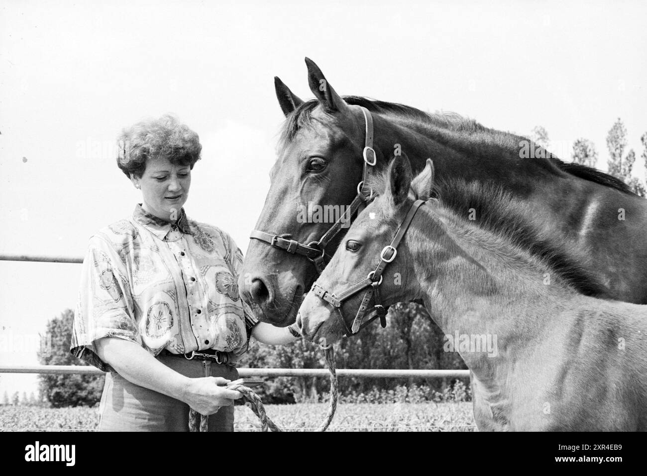 Mrs. Winter, allevatrice di cavalli, 14-06-1994, Whizgle Dutch News: Immagini storiche su misura per il futuro. Esplora il passato dei Paesi Bassi con prospettive moderne attraverso le immagini delle agenzie olandesi. Colmare gli eventi di ieri con gli approfondimenti di domani. Intraprendi un viaggio senza tempo con storie che plasmano il nostro futuro. Foto Stock