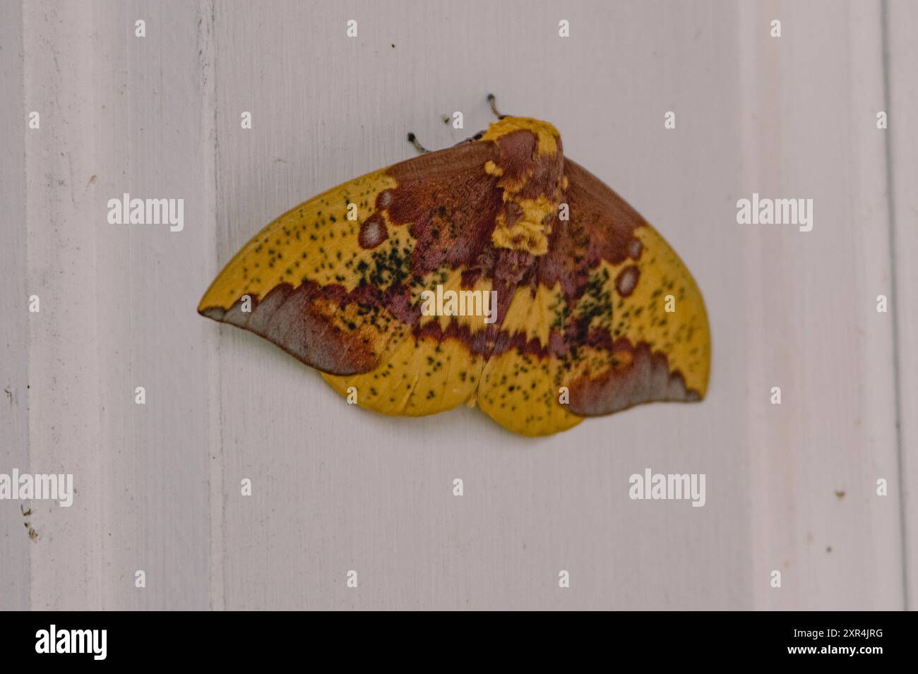 Una falena imperiale poggiata su un telaio bianco della porta. Foto Stock