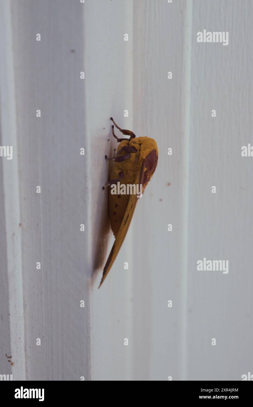 Una falena imperiale poggiata su un telaio bianco della porta. Foto Stock