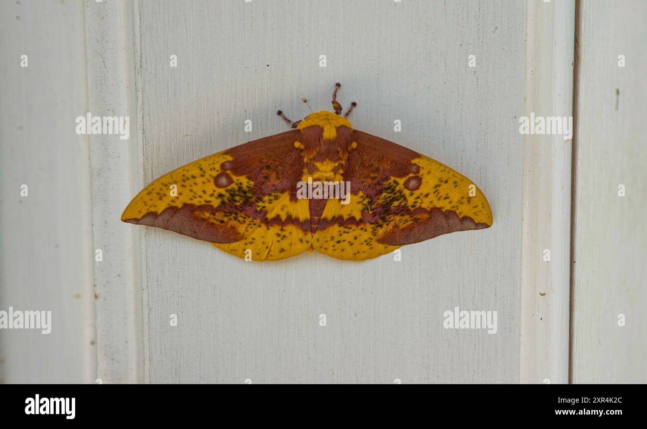 Una falena imperiale poggiata su un telaio bianco della porta. Foto Stock