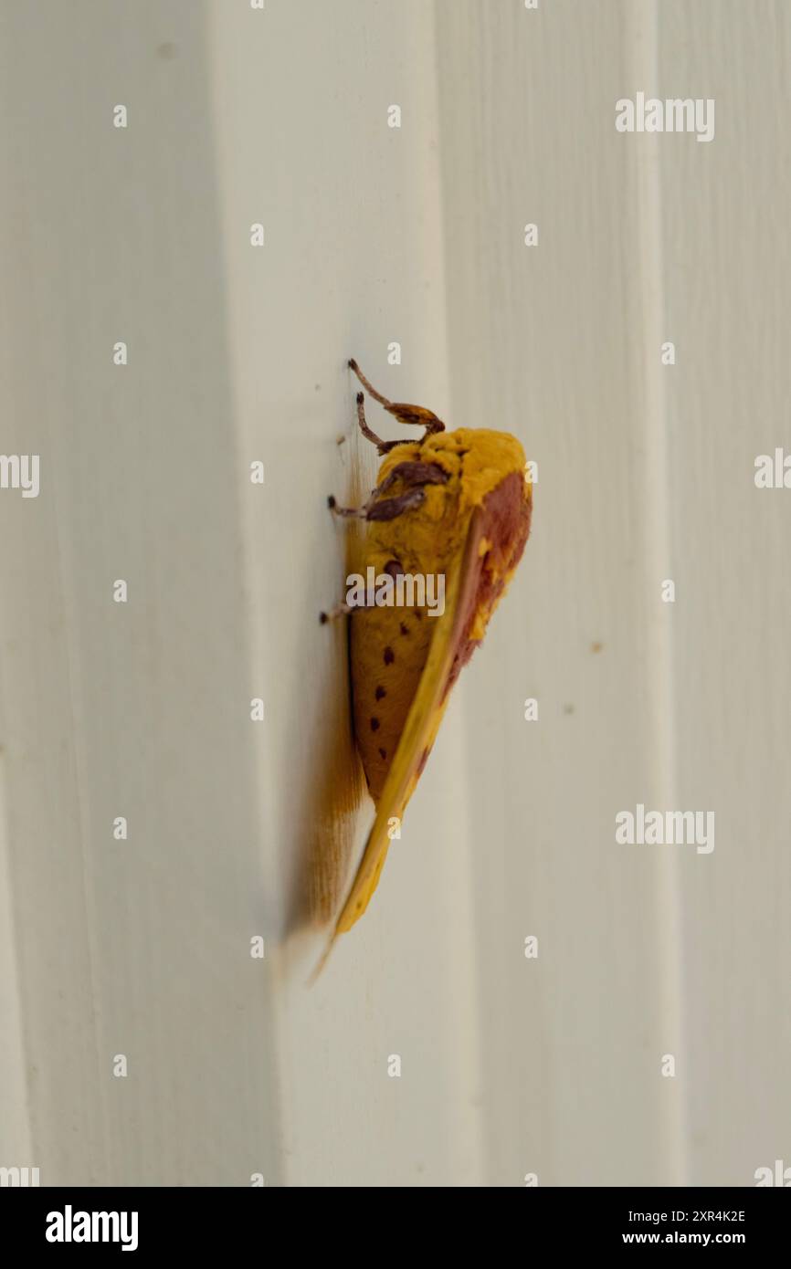 Una falena imperiale poggiata su un telaio bianco della porta. Foto Stock