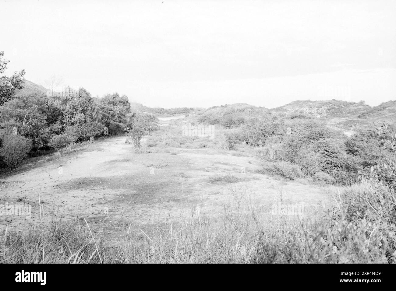 Zona delle dune intorno a Haarlem, Dunes, Nature, Haarlem, Paesi Bassi, 24-10-1984, Whizgle Dutch News: immagini storiche su misura per il futuro. Esplora il passato dei Paesi Bassi con prospettive moderne attraverso le immagini delle agenzie olandesi. Colmare gli eventi di ieri con gli approfondimenti di domani. Intraprendi un viaggio senza tempo con storie che plasmano il nostro futuro. Foto Stock