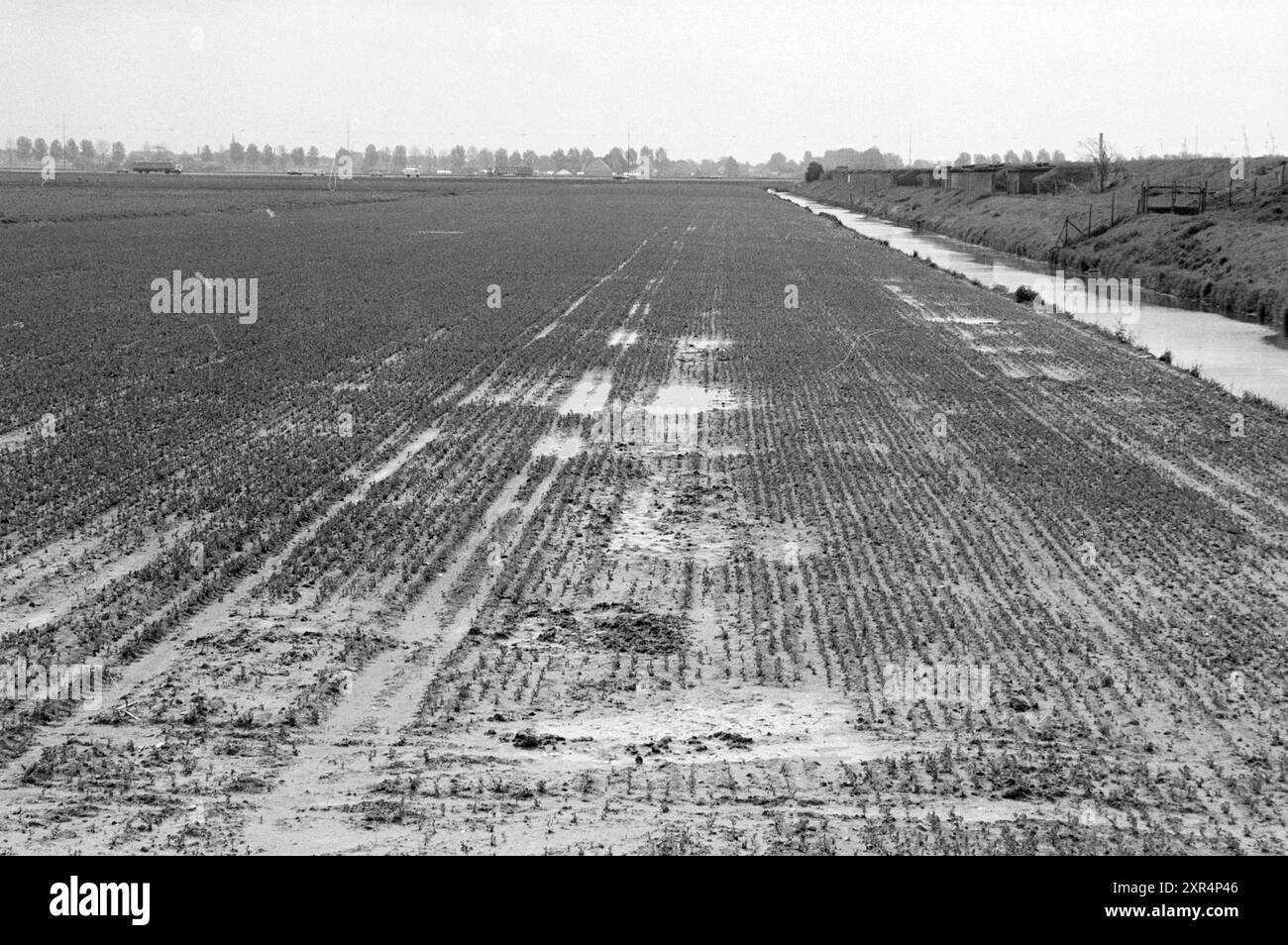 Terre sott'acqua Vijfhuizen., Agriculture, Vijfhuizen, 18-05-1983, Whizgle Dutch News: Immagini storiche su misura per il futuro. Esplora il passato dei Paesi Bassi con prospettive moderne attraverso le immagini delle agenzie olandesi. Colmare gli eventi di ieri con gli approfondimenti di domani. Intraprendi un viaggio senza tempo con storie che plasmano il nostro futuro. Foto Stock