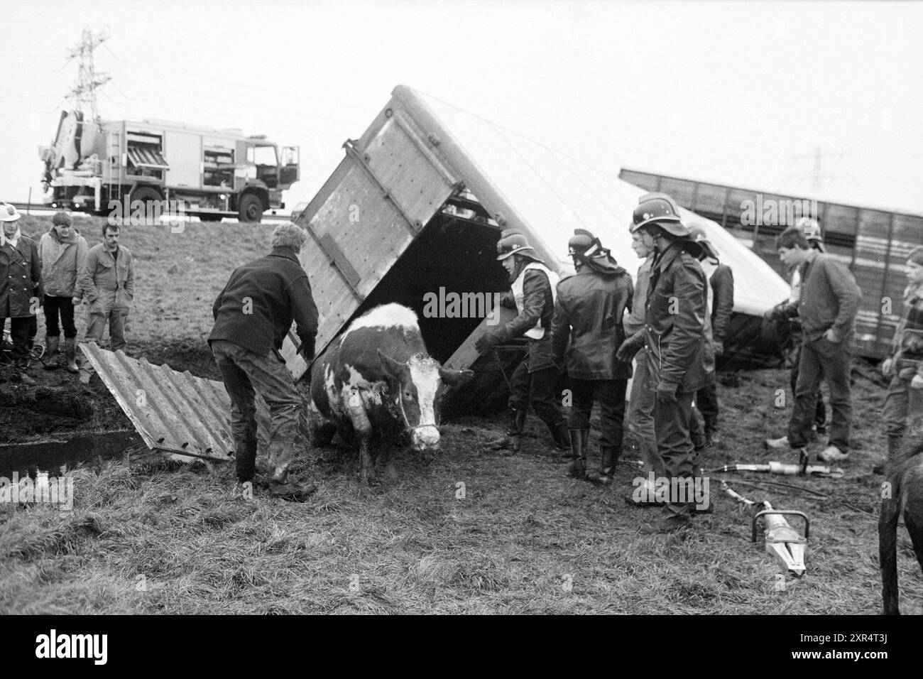 Autocarro per bestiame nel fosso, allevamento di bestiame, Santpoort, 02-01-1984, Whizgle Dutch News: Immagini storiche su misura per il futuro. Esplora il passato dei Paesi Bassi con prospettive moderne attraverso le immagini delle agenzie olandesi. Colmare gli eventi di ieri con gli approfondimenti di domani. Intraprendi un viaggio senza tempo con storie che plasmano il nostro futuro. Foto Stock