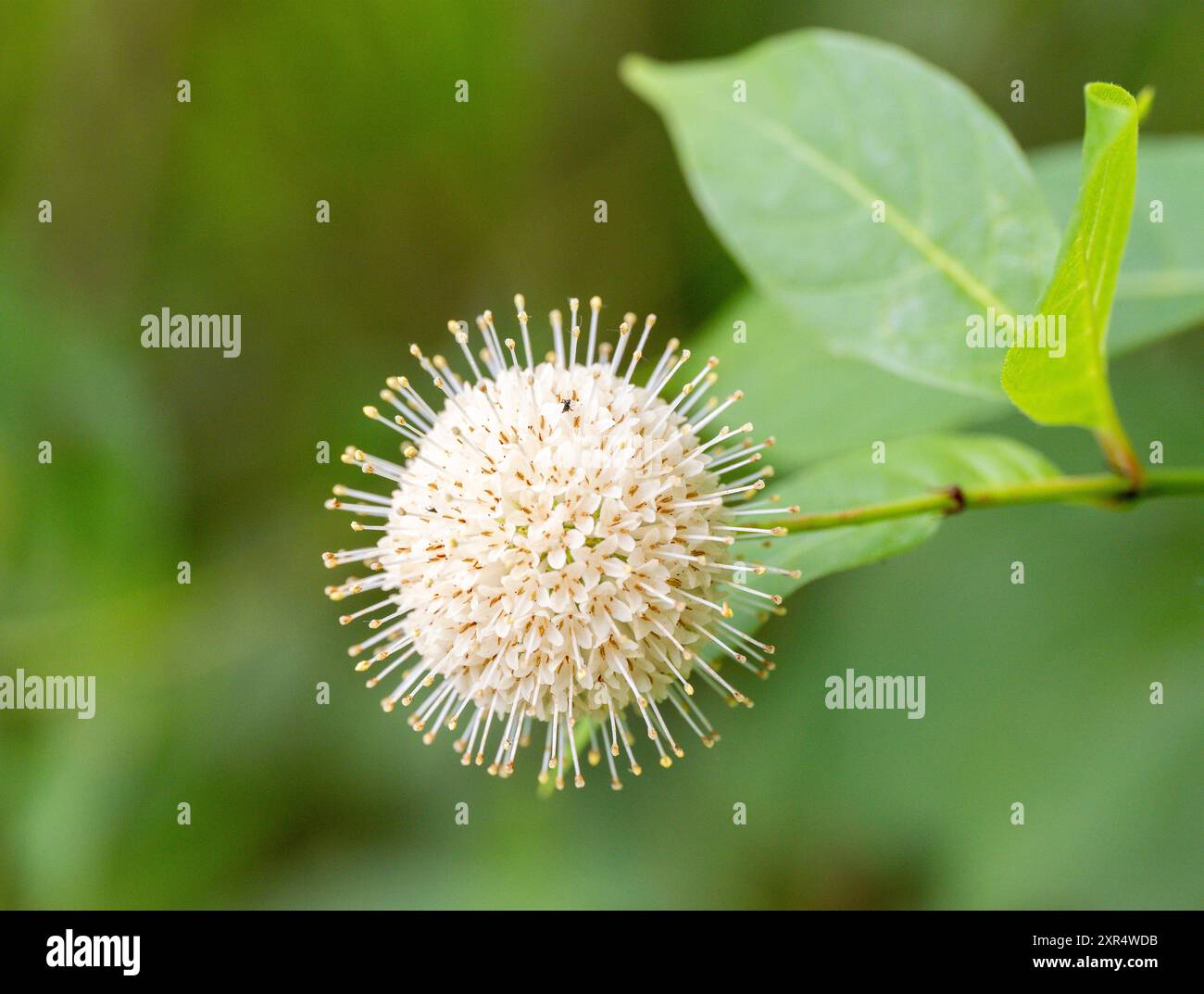 Primo piano illuminato dal sole di un cespuglio comune con insetti che raccolgono polline. Fotografato in natura con una profondità di campo bassa su uno sfondo verde. Foto Stock