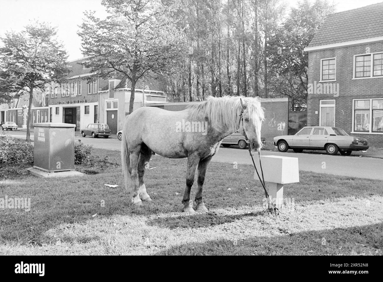 Cavallo legato nella riserva centrale di Parklaan Haarlem, Haarlem, Parklaan, Paesi Bassi, 11-10-1978, Whizgle Dutch News: immagini storiche su misura per il futuro. Esplora il passato dei Paesi Bassi con prospettive moderne attraverso le immagini delle agenzie olandesi. Colmare gli eventi di ieri con gli approfondimenti di domani. Intraprendi un viaggio senza tempo con storie che plasmano il nostro futuro. Foto Stock