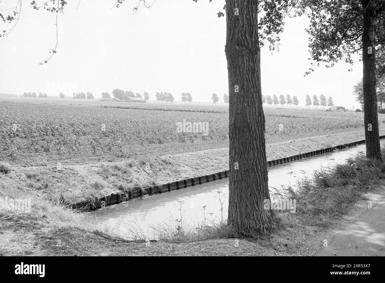 Campo di barbabietola da zucchero IJweg Hoofddorp., Agriculture, Hoofddorp, IJweg, Paesi Bassi, 29-07-1983, Whizgle Dutch News: immagini storiche su misura per il futuro. Esplora il passato dei Paesi Bassi con prospettive moderne attraverso le immagini delle agenzie olandesi. Colmare gli eventi di ieri con gli approfondimenti di domani. Intraprendi un viaggio senza tempo con storie che plasmano il nostro futuro. Foto Stock