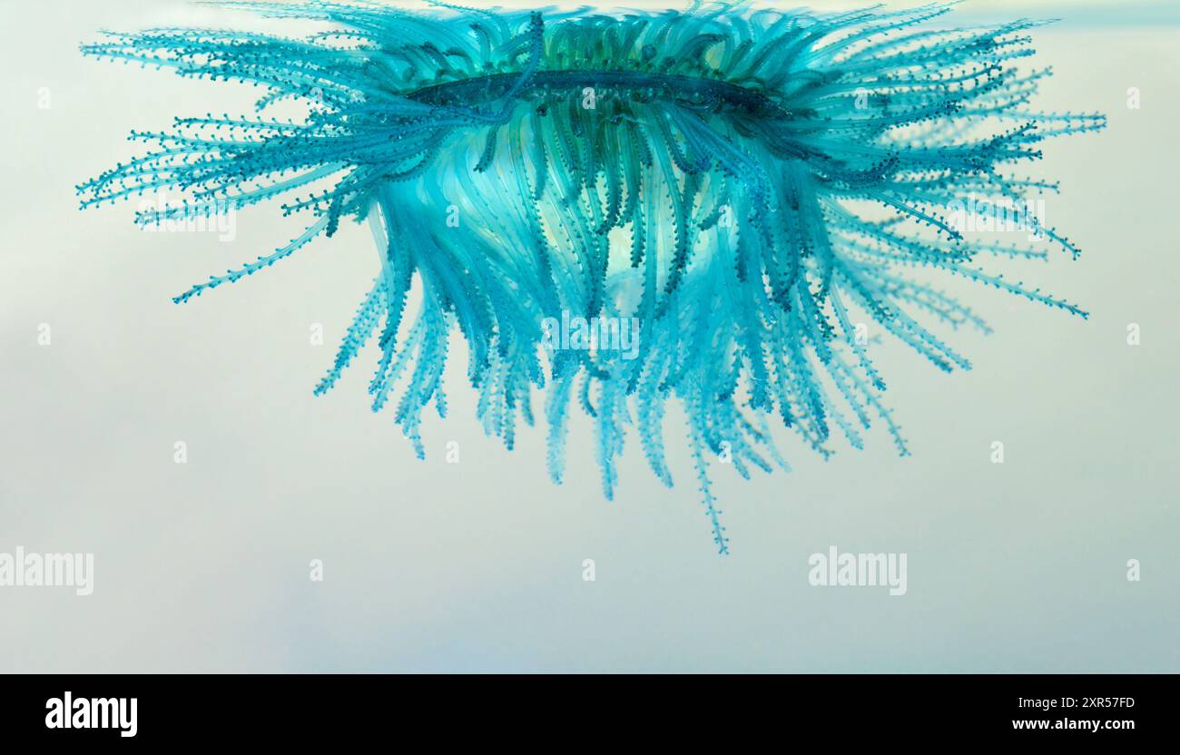 Sotto il bottone blu (Porpita porpita) che galleggia sulla superficie dell'oceano in una "zuppa" di plancton e detriti che mangia, Galveston, Texas, USA Foto Stock