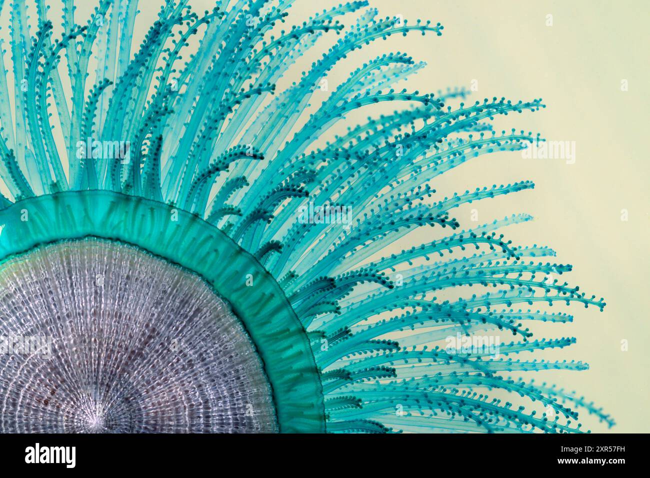 Il bottone blu (Porpita porpita) che galleggia sulla superficie dell'oceano sul fondo sabbioso, primo piano di un frammento che mostra tentacoli, Galveston, Texas, Stati Uniti Foto Stock