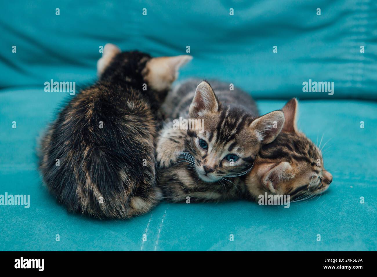 Tre graziosi gattini del bengala di un mese seduti sul divano della casa Foto Stock