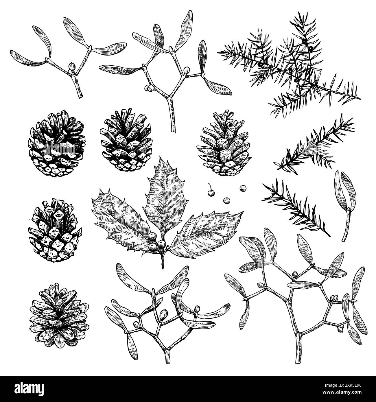 Grande collezione di piante di Natale, coni di pino, agrifoglio, mietitore e ginepro. Illustrazione in bianco e nero con incisione. Set di progettazione vettoriale ele Illustrazione Vettoriale