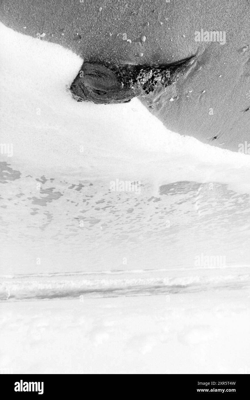 Uccelli morti sulla spiaggia di IJmuiden, IJmuiden, Paesi Bassi, 20-11-1990, Whizgle Dutch News: Immagini storiche su misura per il futuro. Esplora il passato dei Paesi Bassi con prospettive moderne attraverso le immagini delle agenzie olandesi. Colmare gli eventi di ieri con gli approfondimenti di domani. Intraprendi un viaggio senza tempo con storie che plasmano il nostro futuro. Foto Stock Uccelli morti sulla spiaggia di IJmuiden, IJmuiden, Paesi Bassi, 20-11-1990, Whizgle Dutch News: Immagini storiche su misura per il futuro. Esplora il passato dei Paesi Bassi con prospettive moderne attraverso le immagini delle agenzie olandesi. Colmare gli eventi di ieri con gli approfondimenti di domani. Intraprendi un viaggio senza tempo con storie che plasmano il nostro futuro. Foto Stock