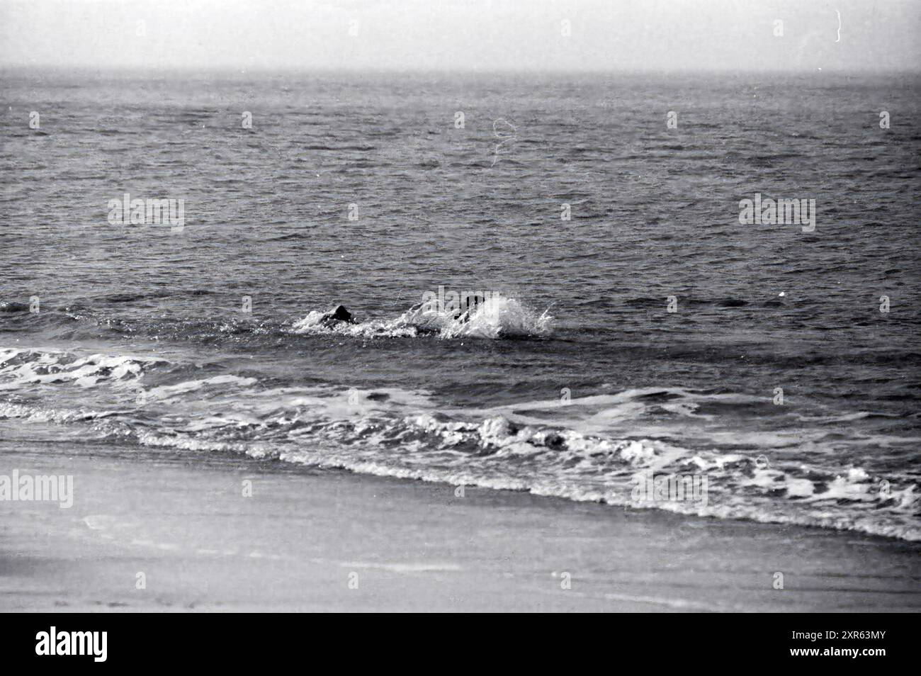 100 bulldogs sulla spiaggia di Riche, Honden, Bloemendaal, Boulevard Barnaart, 18-03-1990, Whizgle Dutch News: immagini storiche su misura per il futuro. Esplora il passato dei Paesi Bassi con prospettive moderne attraverso le immagini delle agenzie olandesi. Colmare gli eventi di ieri con gli approfondimenti di domani. Intraprendi un viaggio senza tempo con storie che plasmano il nostro futuro. Foto Stock