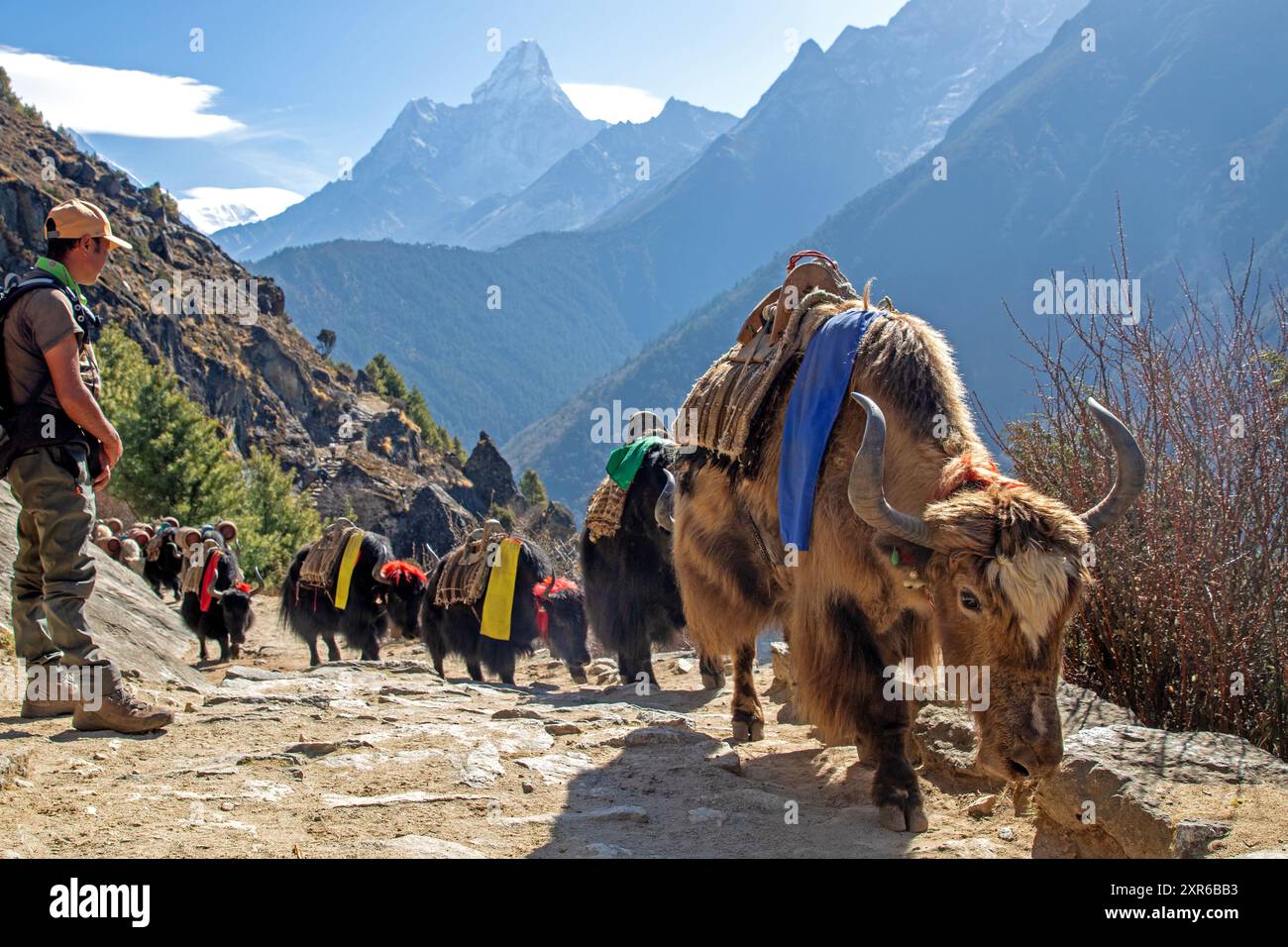 Treno Yak sul sentiero del campo base dell'Everest, con ama Dablam alle spalle Foto Stock